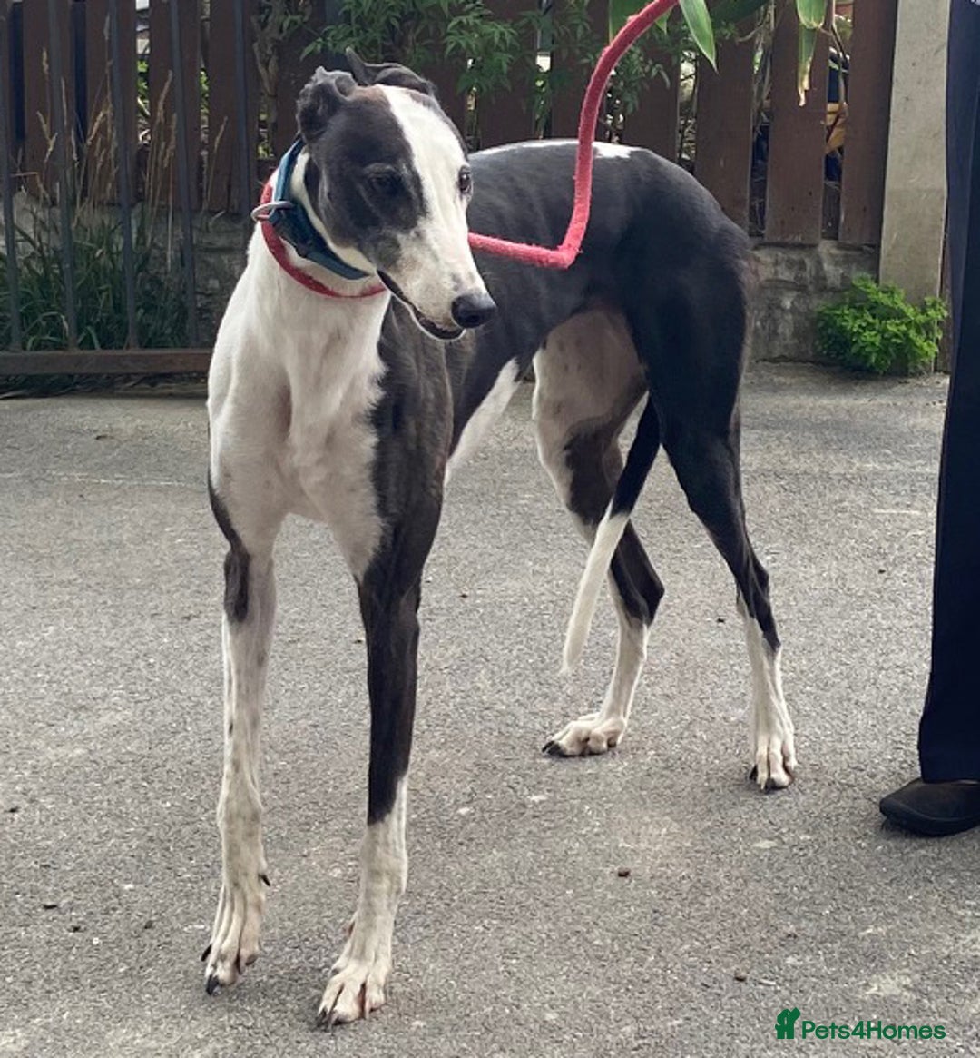 Greyhound dogs for adoption: Friendly girl Tissy wants a loving forever home - Image 1