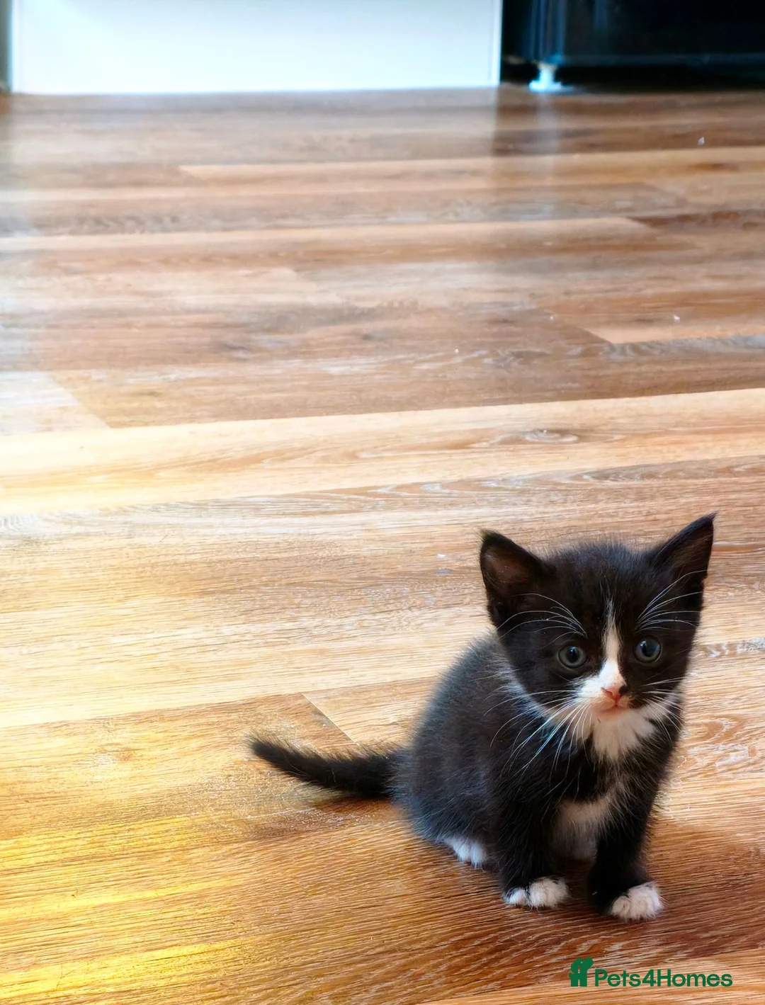 Mixed Breed cats for sale: 5 kittens, Bristol. - Advert 2