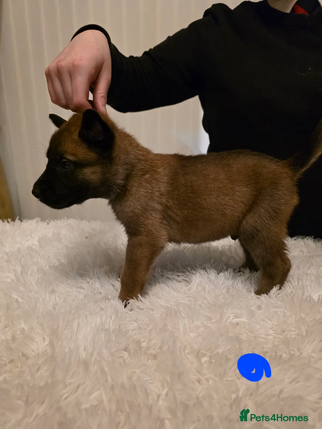 Belgian Shepherd Dog dogs for sale: 🔥🔥Fantastic Belgian Malinois Puppies🔥🔥 - Advert 8