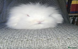 Mini Lion Lop rabbits for sale: Mini Lion lop, rew and blue point - Image 3
