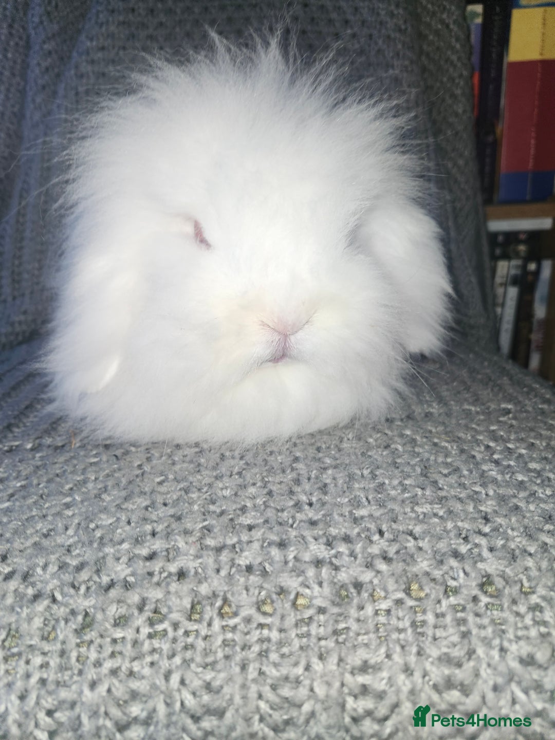 Mini Lion Lop rabbits for sale: Mini Lion lop, rew and blue point - Image 3