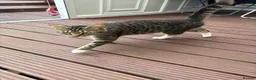 Mixed Breed cats for sale: 6 Cats For Sale (60 each) in Bedford - Advert 2