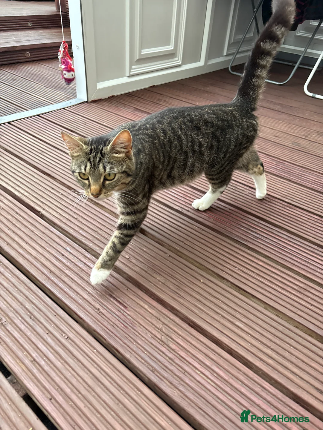 Mixed Breed cats for sale: 6 Cats For Sale (60 each) in Bedford - Advert 2