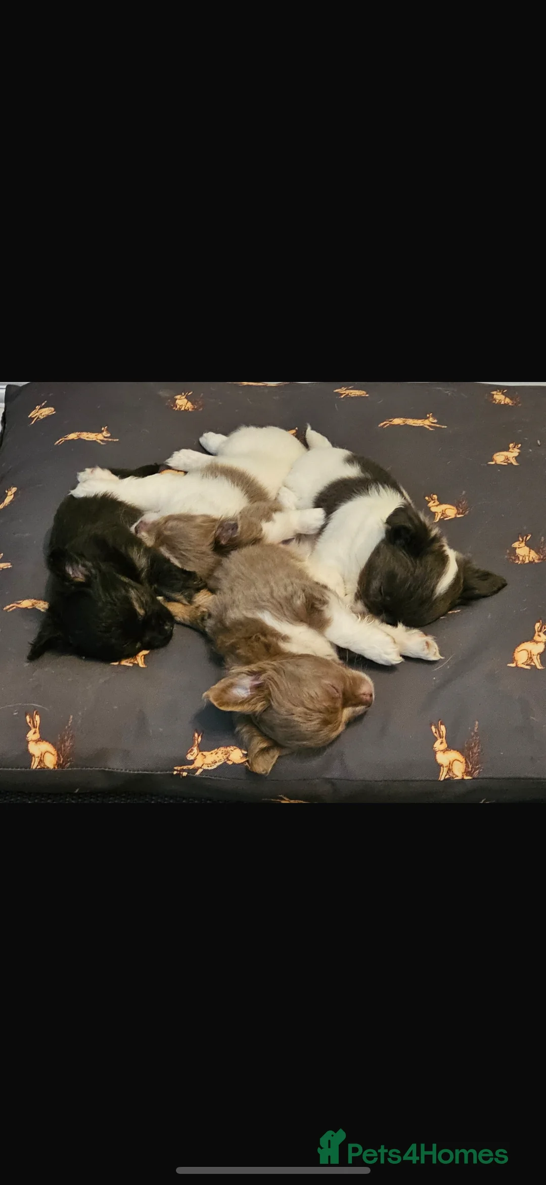 Chihuahua dogs for sale: Beautiful Black and Tan chihuahua boy  - Advert 10