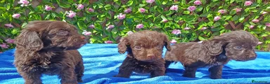 Cockapoo Puppy 4