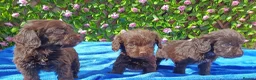 Cockapoo dogs for sale: F1 COCKERPOOS HEALTH TESTED PARENTS  - Advert 12