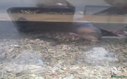 Gerbil rodents for sale: 2x male gerbils with tank  - Image 2