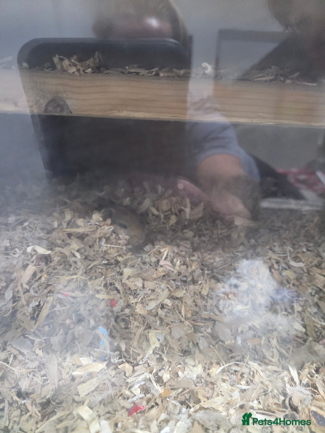 Gerbil rodents for sale: 2x male gerbils with tank  - Image 2