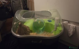 Hamster rodents for sale: asap small hamster - Image 2