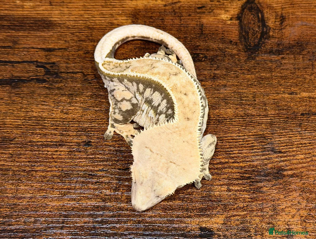 Gecko reptiles for sale: Beautiful Female Harlequin Crested Gecko - Advert 3