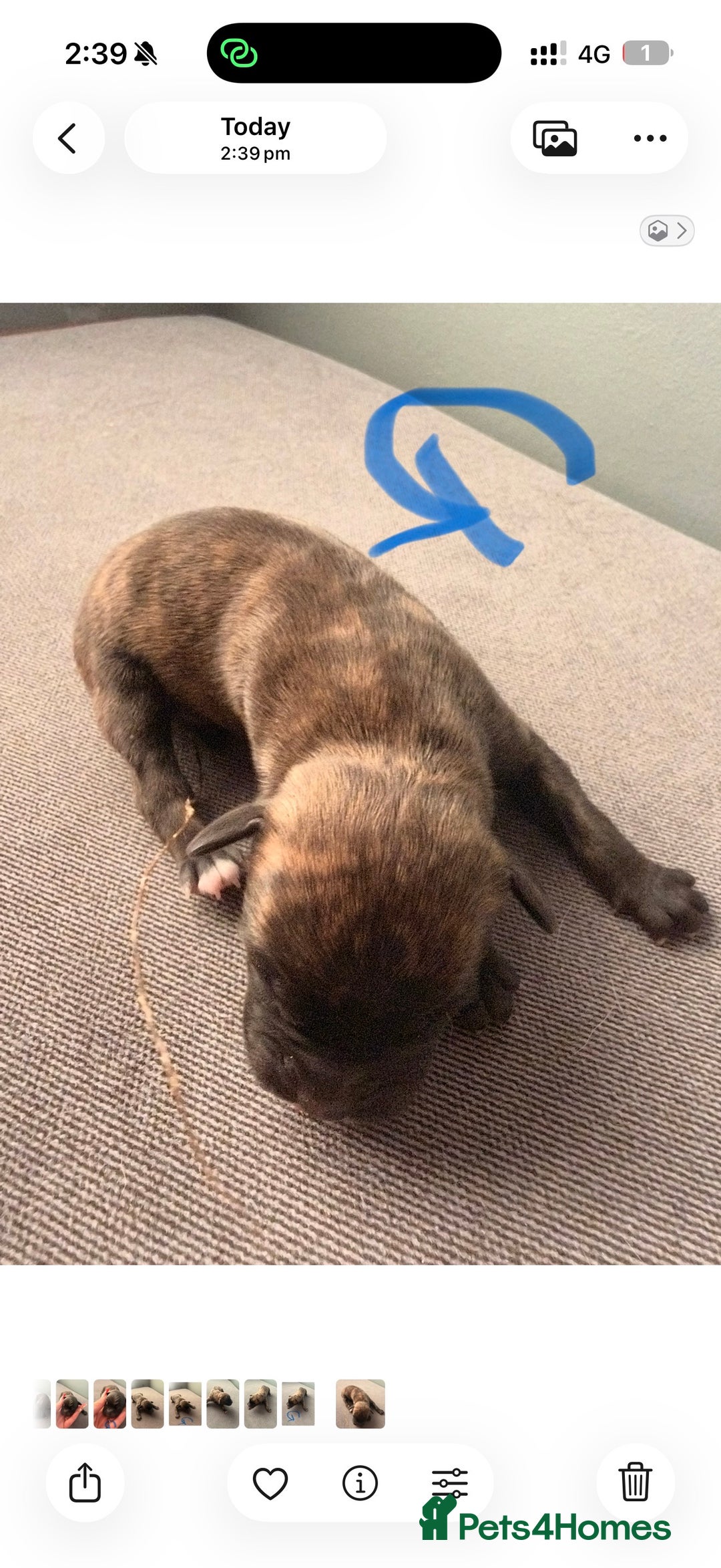 Presa Canario dogs for sale: Press canario pups  - Advert 7