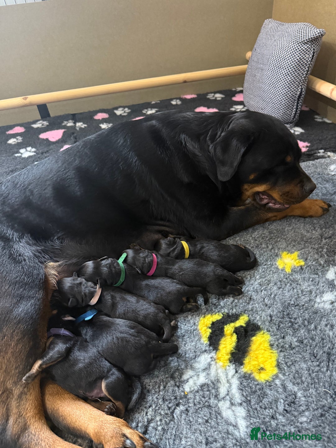 Rottweiler dogs for sale: Beautiful chunky Rottweiler puppy’s  - Image 3