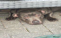 Staffordshire Bull Terrier dogs for sale: Staffordshire bull terrier female  - Image 2