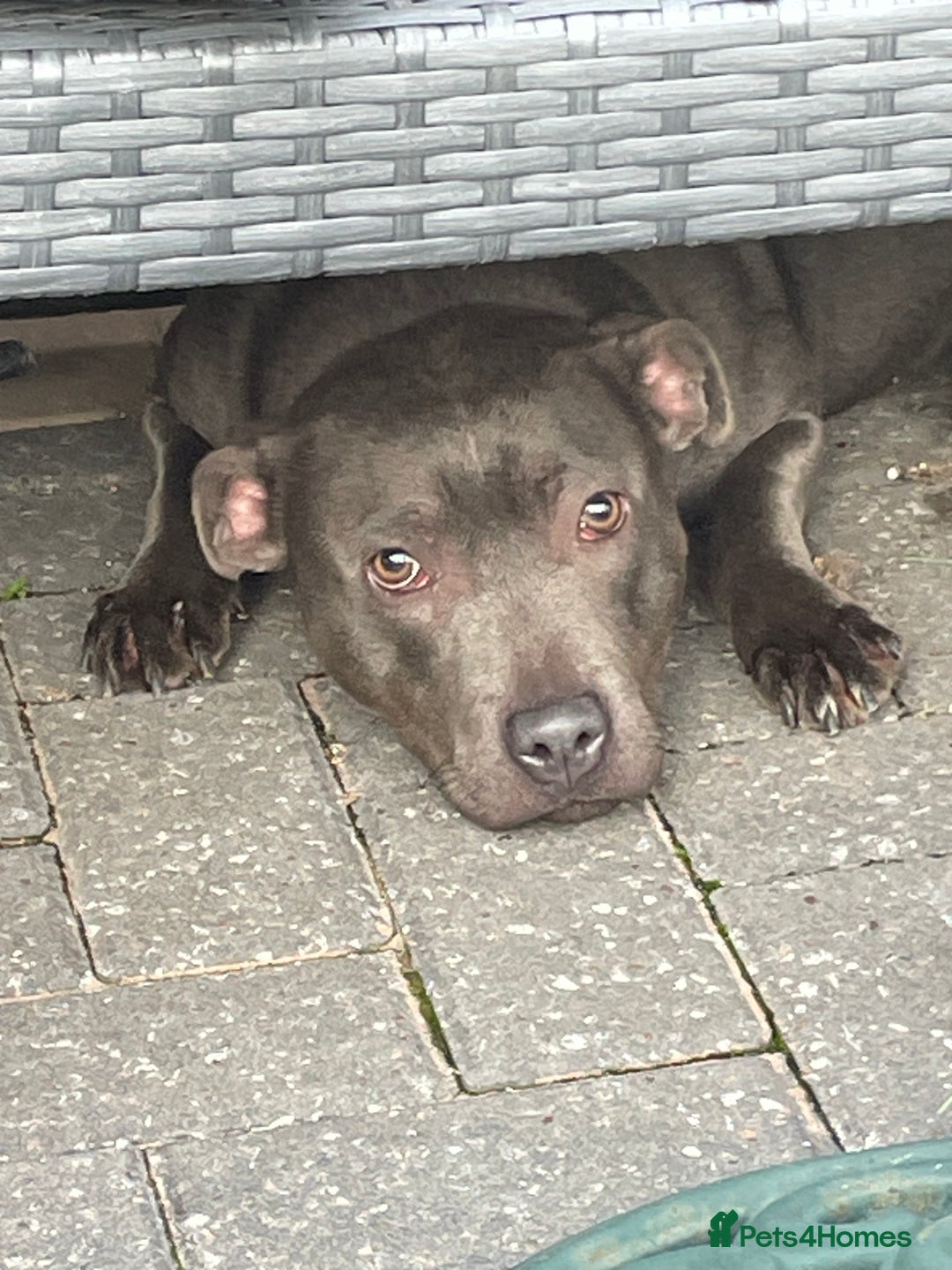 Staffordshire Bull Terrier dogs for sale: Staffordshire bull terrier female  - Image 2