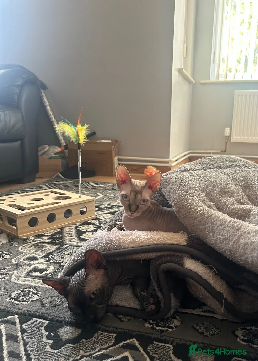 Sphynx cats for sale: Beautiful female baby Sphynx for sale  in Leicester - Advert 16