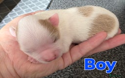 Chihuahua dogs for sale: Chihauhau puppies ready early November - Image 3
