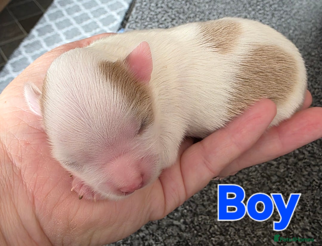 Chihuahua dogs for sale: Chihauhau puppies ready early November - Image 3
