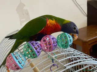Lorikeets birds Lorikeet male full tame - Advert 4