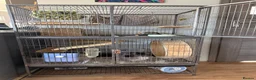 Chinchilla rodents for sale: Male Chinchilla 1.5y with cage full setup in Coalville - Advert 7