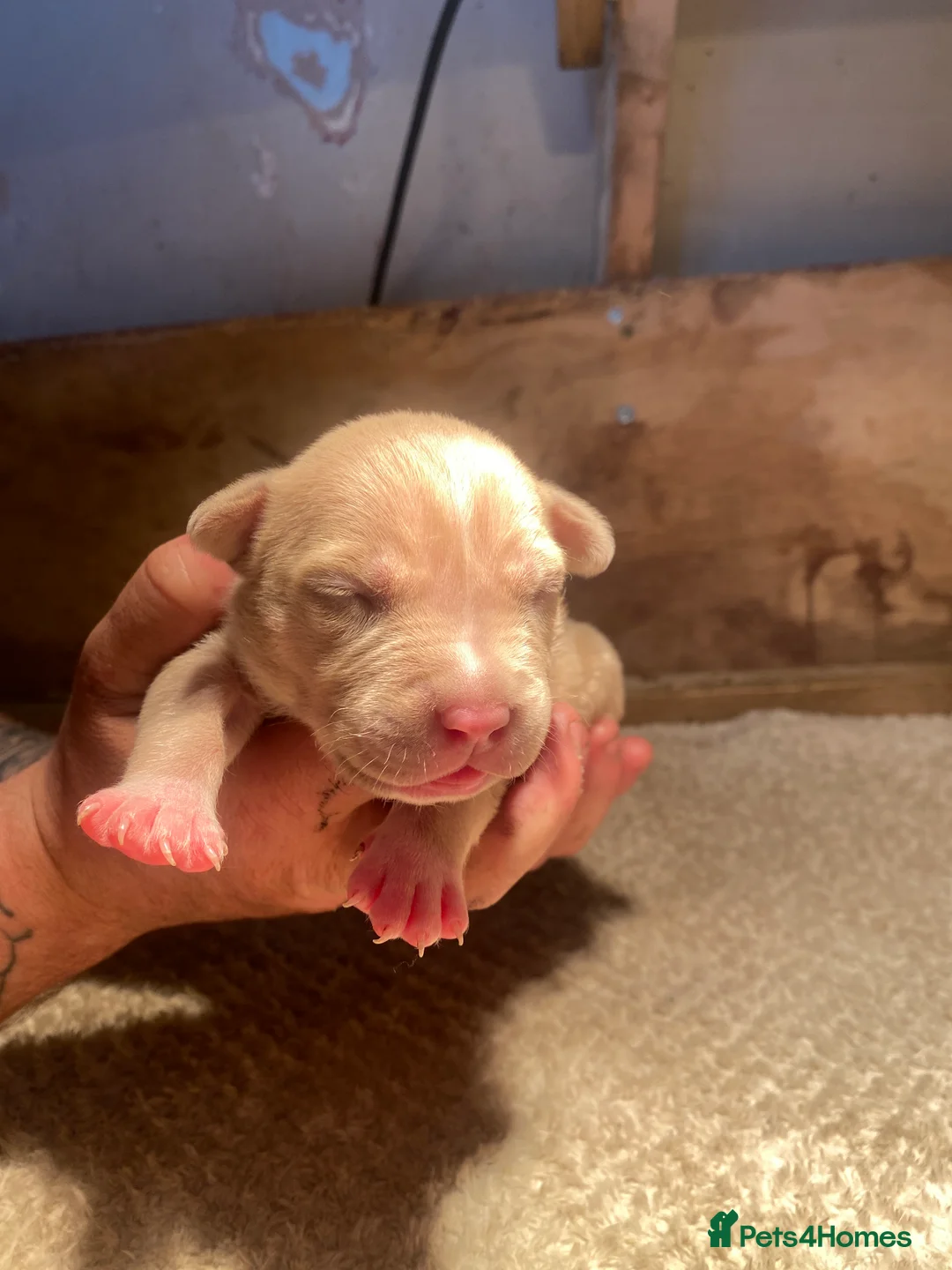 Mixed Breed dogs for sale: STANDARD AMERICAN BULLY PUPS  - Advert 2