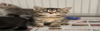 British Shorthair 2