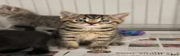 British Shorthair cats for sale: Beautiful Kittens - Advert 4