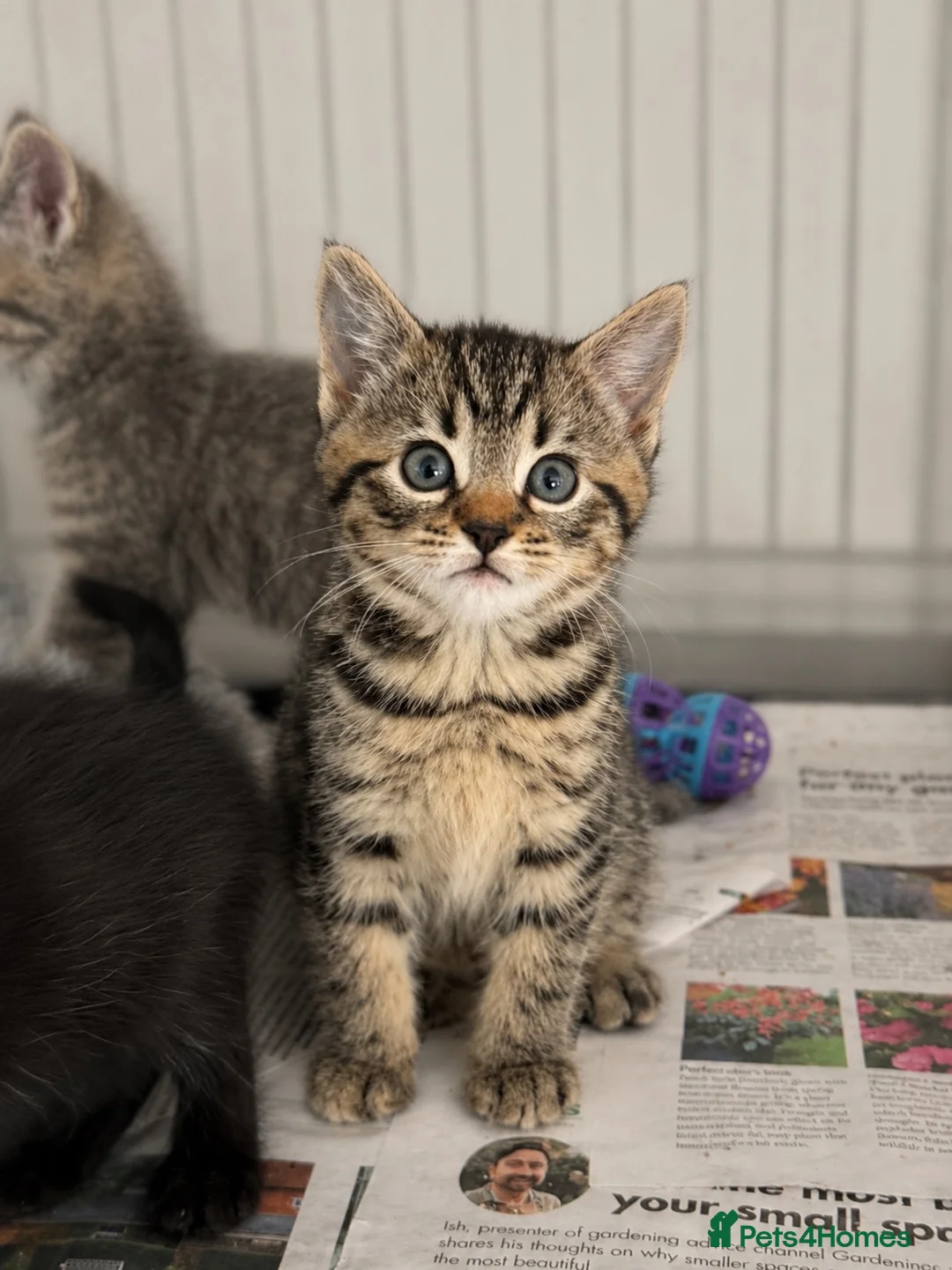 British Shorthair cats for sale: Beautiful Kittens - Advert 12