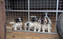 Sprocker dogs for sale: 5x gorgeous sprocker spaniel puppies for sale - Image 1