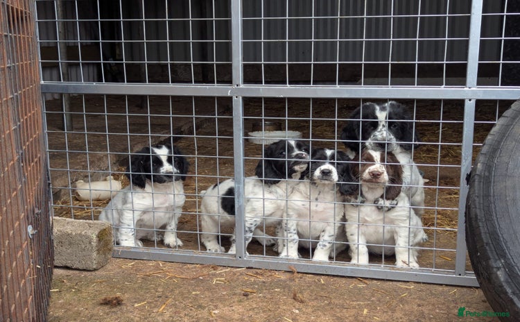 Sprocker dogs - Advert 14
