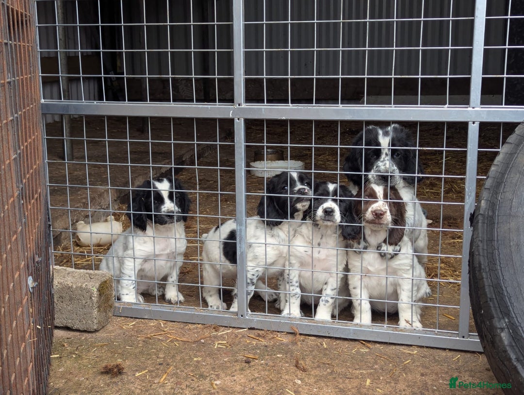 Sprocker dogs for sale: 5x gorgeous sprocker spaniel puppies for sale - Image 1