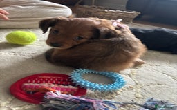 Mixed Breed dogs for sale:  Cockerainan   - Image 13