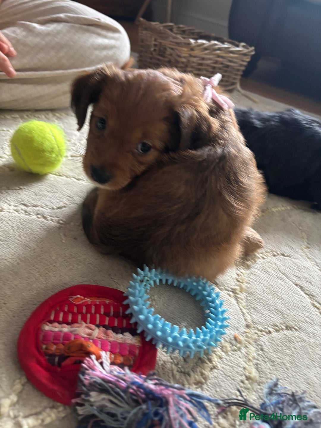 Mixed Breed dogs for sale:  Cockerainan   - Image 13