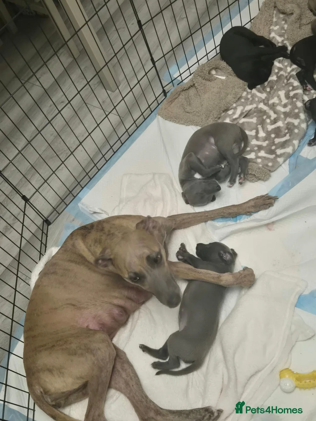 Whippet dogs for sale: Mixed Whippets  - Advert 2