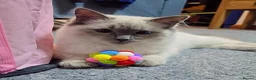 Ragdoll cats for sale: Beautiful Pure Blue Point Ragdoll  - Advert 29