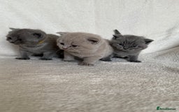 British Shorthair cats for sale: Gorgeous purebred British shorthair kittens - Image 11