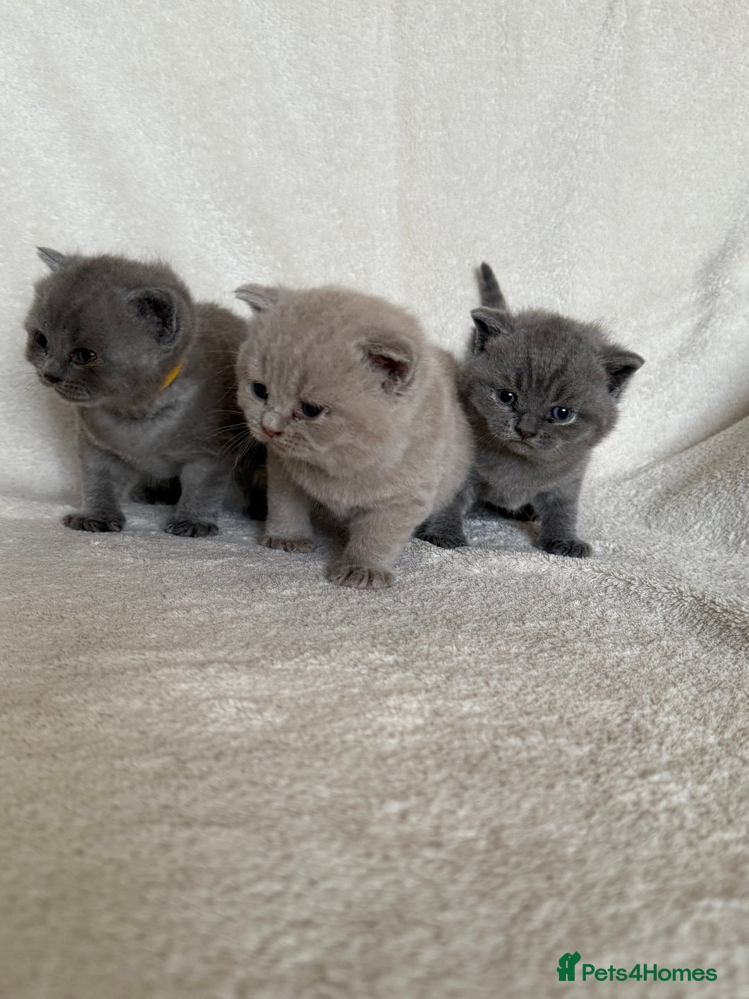 British Shorthair cats for sale: Gorgeous purebred British shorthair kittens - Image 11