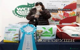 Maine Coon cats for stud: Exceptional CHAMPION Russian import - FOR STUD! in Halifax - Image 4