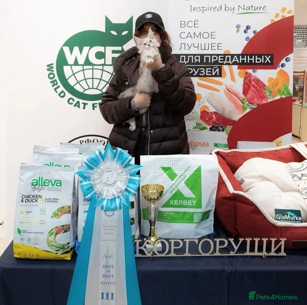 Maine Coon cats for stud: Exceptional CHAMPION Russian import - FOR STUD! in Halifax - Image 4