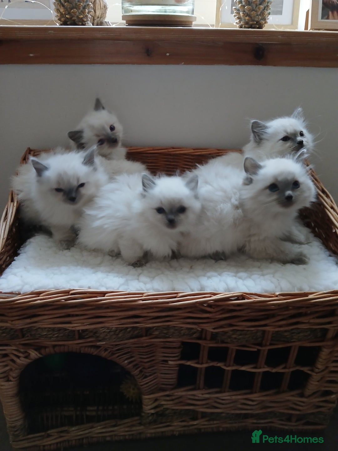 Ragdoll cats for sale: Blue point Ragdoll kittens  - Image 11