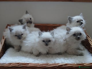 Ragdoll cats Blue point Ragdoll kittens - Advert 14