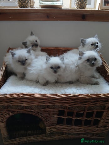 Ragdoll cats Blue point Ragdoll kittens - Advert 2
