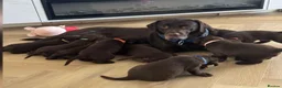 Labrador Retriever dogs for sale: 10 week old female Chocolate Labrador puppy  - Advert 10
