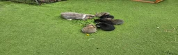 Mixed Breed rabbits for sale: Mix bunnies  - Advert 3