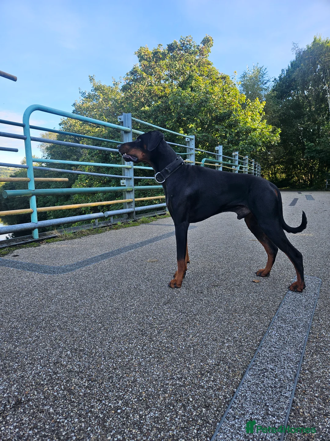 Dobermann dogs for stud: 💥 Proven Stud Available – Cerberus 💥 in Swansea - Advert 4