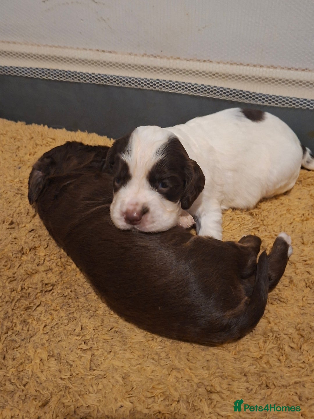 Mixed Breed dogs for sale: Beautiful Clumber spaniel x sprockers  - Image 9
