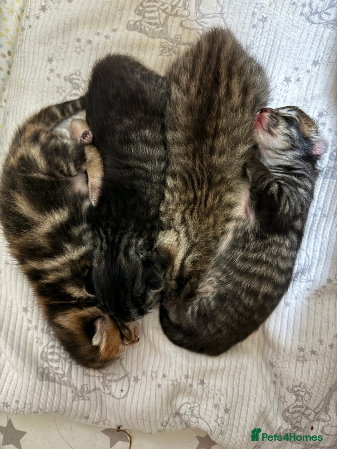 Mixed Breed cats for sale: 4 Healthy Adorable Fluffy Tabby Kittens 🐱💕💘 - Advert 10