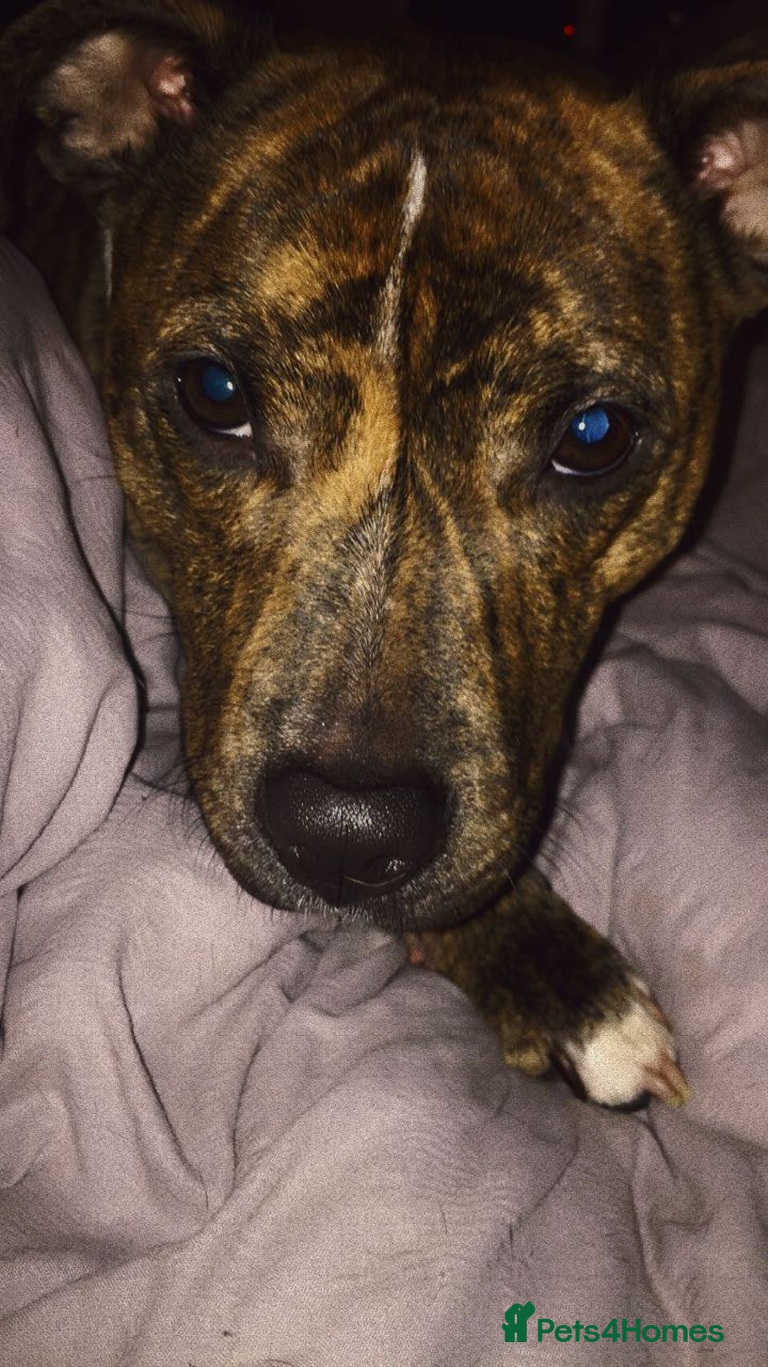 Mixed Breed dogs for sale: Crossbreed Staffordshire BullTerrior - Advert 2