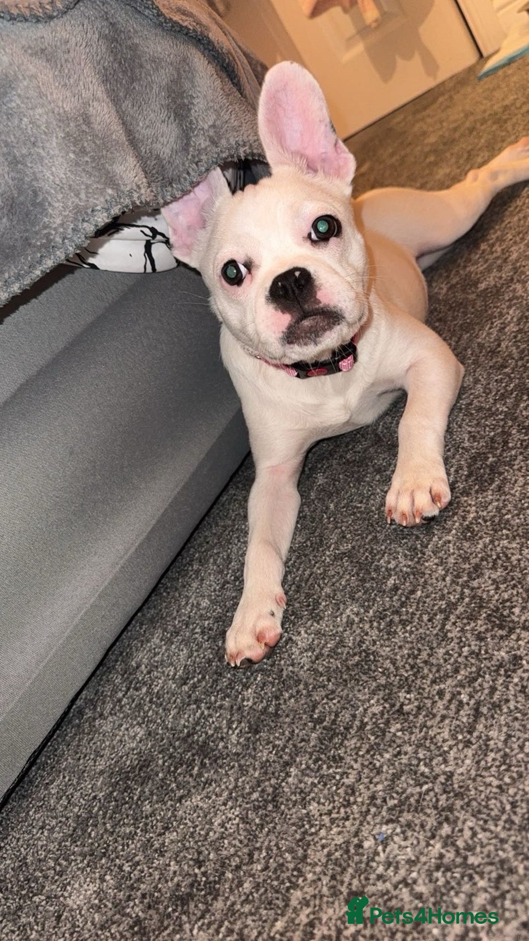 Mixed Breed dogs for sale: French bulldog cross staffy - Advert 4