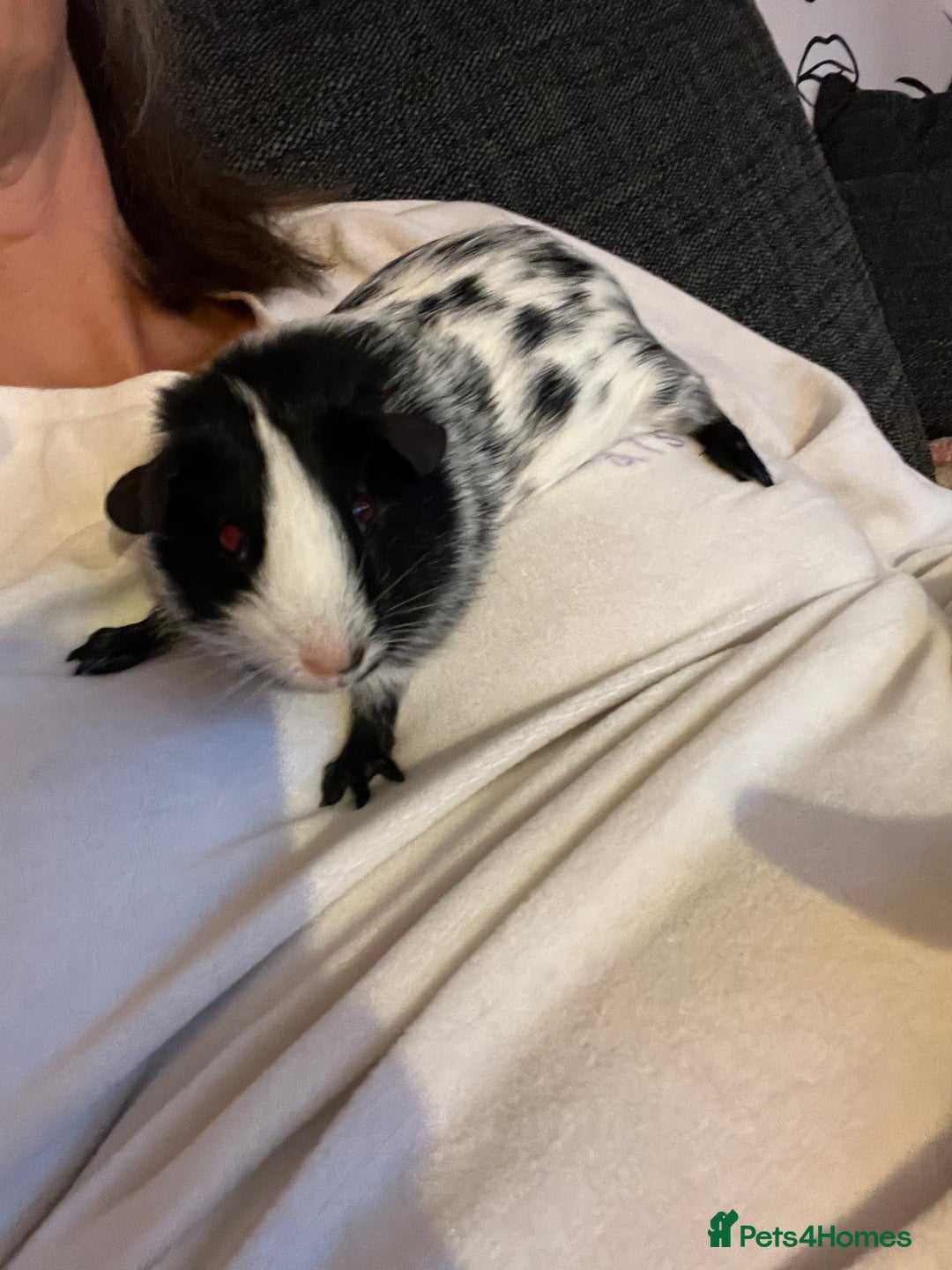 Guinea Pig rodents for sale: 2 female guinea pigs + complete set up! - Advert 3