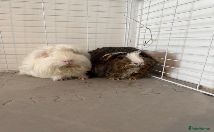 Guinea Pig rodents - Advert 1